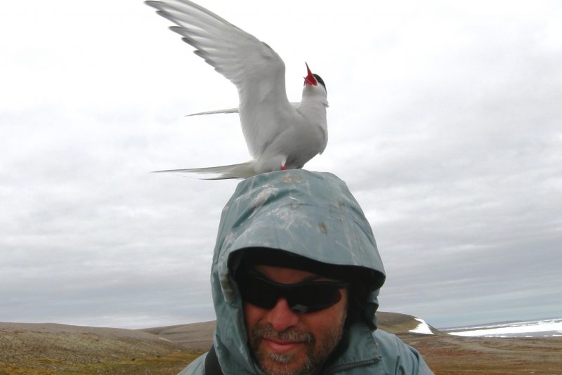 Mark Mallory Arctic tern