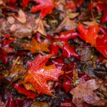 Red maple leaves on the ground with raindrops