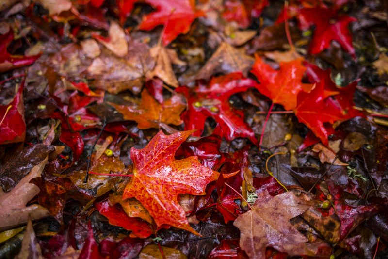 Red maple leaves on the ground with raindrops