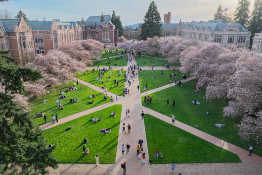 UW Quad cherry blossoms