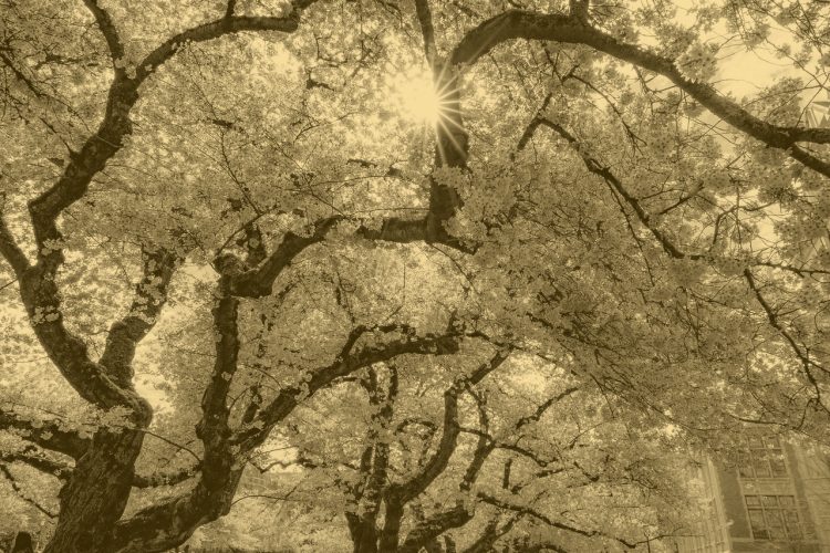 Gold toned cherry blossoms