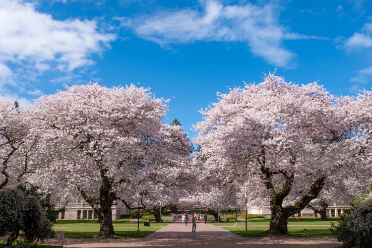 Uw Spring SPRING! It's Happening! - UW Center for Japanese Studies