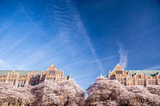 Cherry Blossoms on the Quad during Spring of 2017